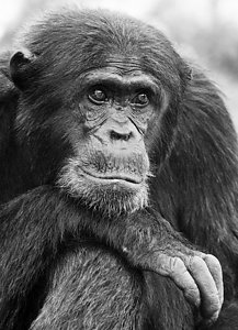 Chimpanzees (Pan troglodytes) adult male