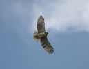 io (hawaiian hawk) in flight