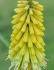 Torch Lily Flower (Kniphofia uvaria 'Primrose Beauty')
