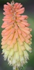 Torch Lily Flower (Kniphofia uvaria 'Royal Standard') 
