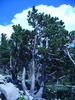 A limber pine (Pinus flexilis) in a limber pine woodland on the flanks of Mt. Audubon, in the Indian Peaks Wilderness area south of Rocky Mountain National Park, Colorado.