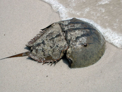 Horseshoe Crab Images. Atlantic Horseshoe Crab