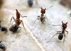 Liometopum apiculatum workers