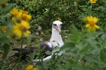 nesting laysan albatross in golden crownbeard