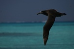black footed albatross in flight