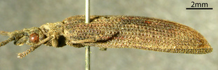 Paracupes brasiliensis lateral view