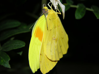 Male expanding and drying wings