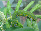Cloudless Sulphur caterpillar
