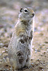 Black-tailed prairie dog