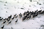 pronghorn herd