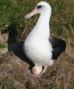 laysan albatross with egg