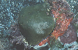red coralline algae growing on coral in intertidal zone