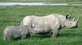 Black rhinoceros