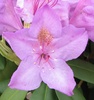 Catawba Rhododendron(Rhododendron catawbiense 'Catawbiense Boursault') Flower