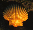 single scallop