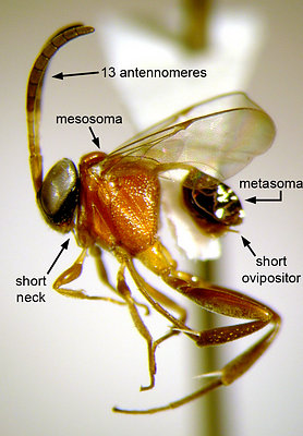 Semaeomyia