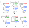 Phylogenetic relationships within the Bryopsida.