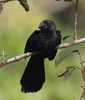 perched groove-billed ani