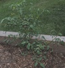 Grape Tomato Plant (Solanum lycopersicum)