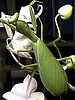 Sphodromantis lineola