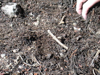 Trachypachus gibbsii soil