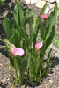Pink Arum Lily (Zantedeschia rehmannii)