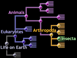 insect hierarchy