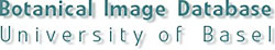 Botanical Image Database logo