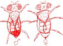 fruitflies male and female