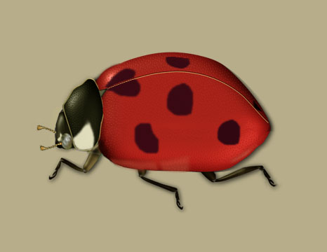 Coccinella septempunctata